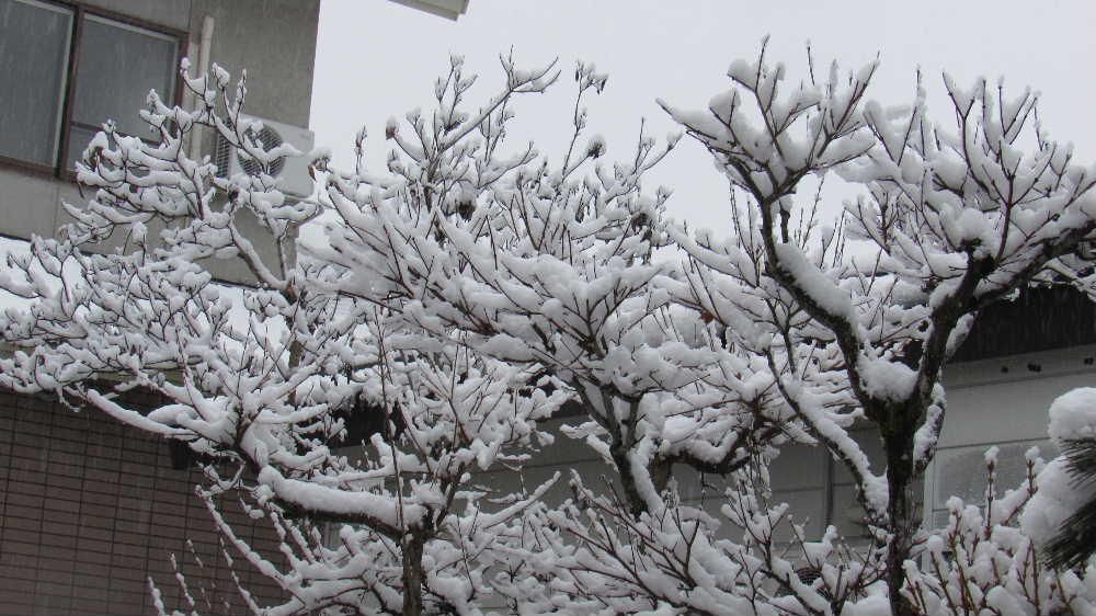 桃の節句は過ぎましたが今朝もうっすらと雪が降りました　水分の多い雪で木々の枝には雪の花が咲いていました　花の季節はまだまだでしょうか　寒い一日になりそうです