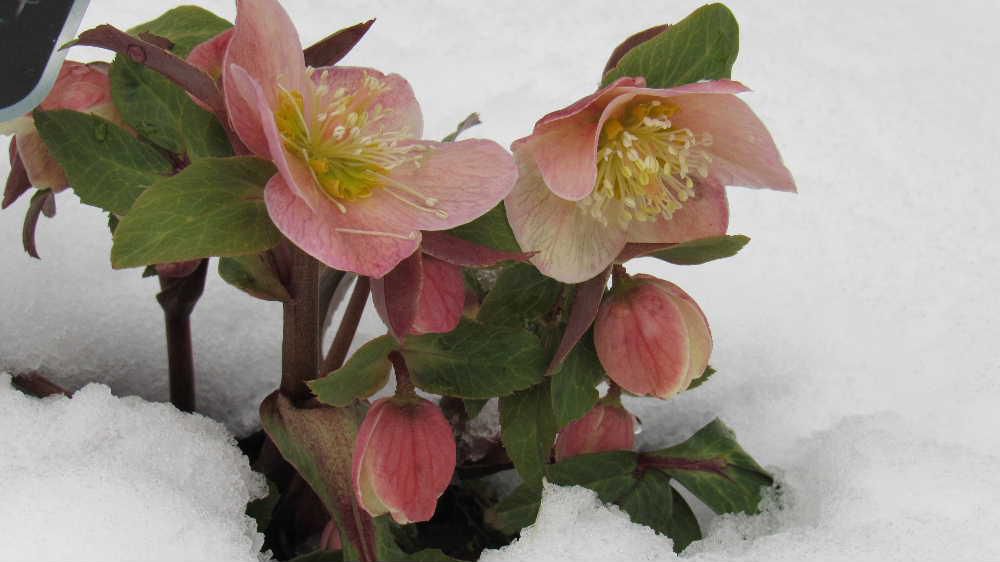 雪の中で「クリスマスローズ」が咲いています　連日寒い日が続き雪も降っていますが真っ白な雪の中でひときわ目立つように花が咲いています　寒くとも咲く花として知られていますが雪に埋もれて咲いている花を見つけるとほっとするような暖かさを感じます