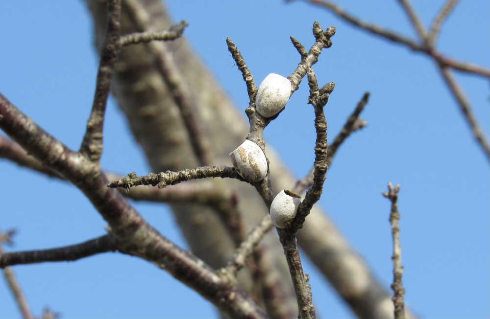 寒い日が続いていましたが今日は暖かくなりそうで桜のつぼみも心なしか膨らんできたような気がします　日当たりのよい桜の木に何か白い小さな卵のようなものがついています　調べてみると蛾の仲間の「イラガの繭」ではないかと思われ上の部分はポッカリ穴が開いています　幼虫がここから出ていったのでしょうか