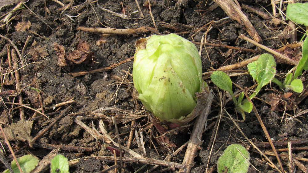 今日は暖かくなりそうで近所の畑に「フキノトウ」が芽を出しています　春の香りを届けてくれる春の野菜（？）です　味噌汁に放して口にした時の香りは格別です　薄緑色のフキノトウはまさに春を告げる色です