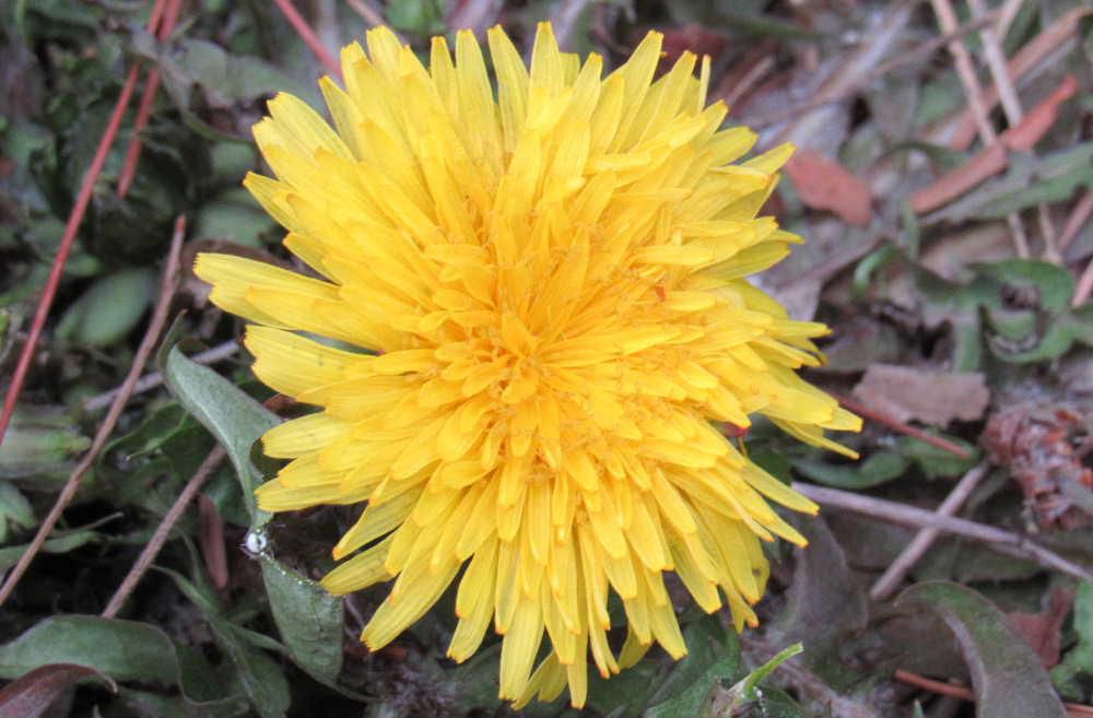 こんなに寒いのに「セイヨウタンポポ」が咲いています　「タンポポ」は春のイメージがありますが一年中どこにでも咲いています　雪が消えると希望の春を告げる花の一つ誰でもが知っている身近な花です