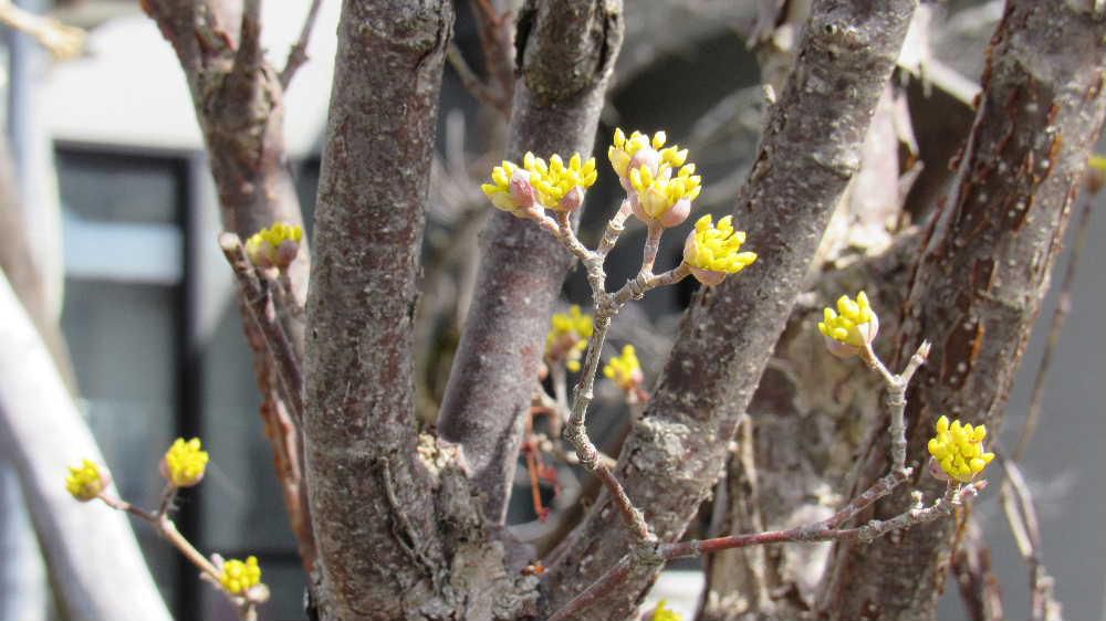 全く葉を付けず小さな黄色の花が咲いていました　「サンシュユ」でしょうか　日本名では別名「ハルコガネバナ（春黄金花）」と呼ばれており、早春に葉が付く前に木一面に黄色の花をつけることからこのような名前が付いたといわれ　牧野富太郎が山茱萸に呼び名として付けたといわれています　秋には真っ赤な実がなることから「アキサンゴ」などとよばれているそうです