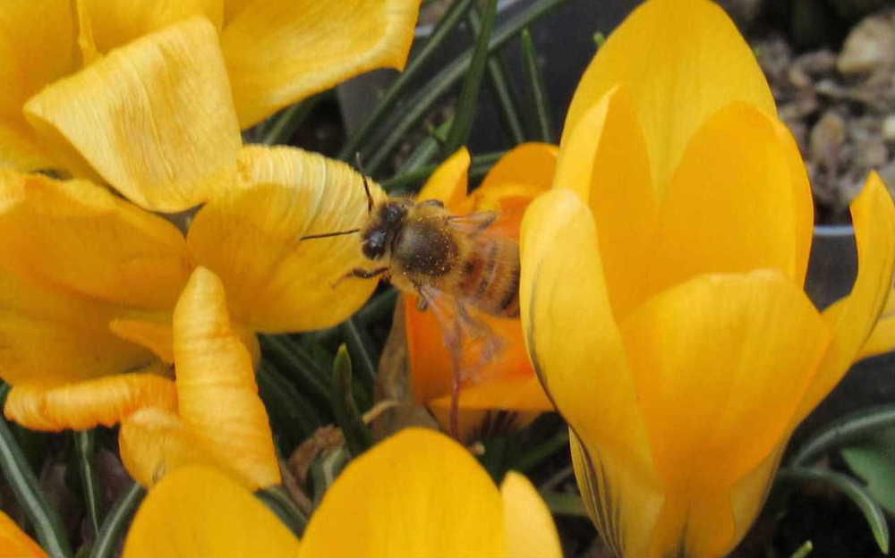 暖かさに誘われてクロッカスの花にハチが飛んできました　今年初めてでミツバチでしょうか　花の開花とともに虫も動きはじめました　人の心も何かウキウキするような陽気になってきました　生き物が躍動する時がまもなくやってきます　ハチも警戒しているのでしょうかうまいシャッターチャンスがなくなんとか撮った写真です
