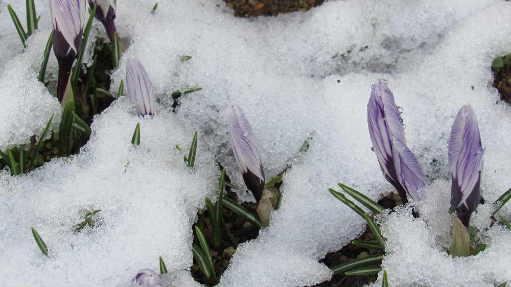 昨日はもう春だというのに季節はずれのようにぼた雪が降ってきました。庭の「クロッカス」の花が寒さに震えていましたが、今朝は日差しもさし込み今日からは少し暖かくなりそうです。いよいよ待ちわびた春の訪れでしょうか