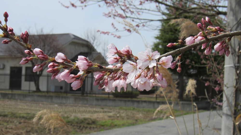 ようやくサクラが開花しました　まさに春らんまんの季節になりました　長い冬（今年は？）から解き放たれた季節で人々の心もウキウキしてきます お花見は春に田んぼの神が山から里に帰ってきたしるしに桜が咲き、神のおもてなしに、村人が桜に集まったことがお花見の始まりともいわれています　もうすぐお花見の時がやってきます