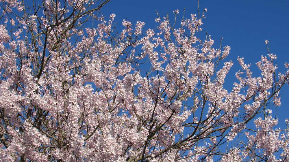 一昨日アップした近所の桜が一気に満開となり晴れた青い空に映えてきれいです　例年になく赤味がかったピンクで鮮やかな色どりです　今年の桜はどこもこんなピンクの色を見せてくれているのでしょうか　烏帽子山公園の山も心なしか赤味がかってきました　暖かい日が続くので今度の週末あたりが満開となるのでしょうか