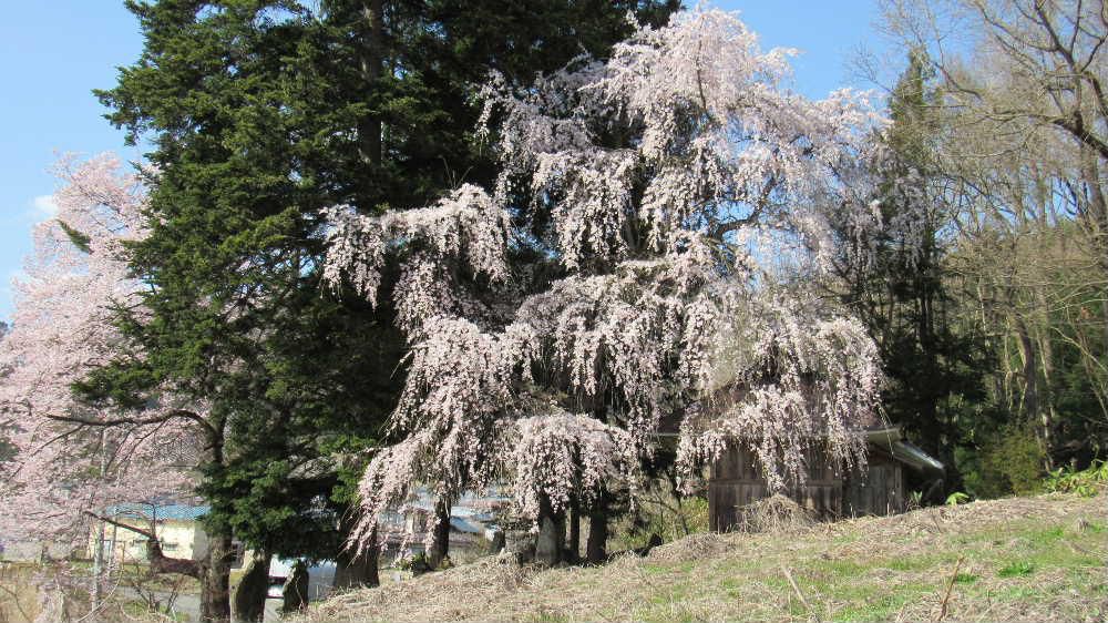 隠れた枝垂れ桜の銘木を紹介します　烏帽子山公園の桜が満開に近い開花状況 で遠目にも見事に咲いている風景をみることができます　市内の金沢地区の小さな御堂のそばに華やかな公園の桜とは違いソメイヨシノと枝垂れ桜がぽつんと2本咲いています　参道の常緑樹（？）とのコントラストも桜映えさせてくれとてもステキです