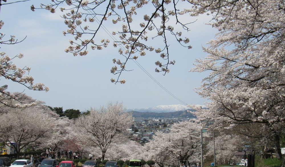 初夏のような暖かさに誘われて烏帽子山公園に上りました　これまでになく見事に咲いた満開の桜　ピンクのエドヒガンや枝垂れ桜、白いこぶしと梅と桜のコラボと春の花を堪能できたひと時となりました　