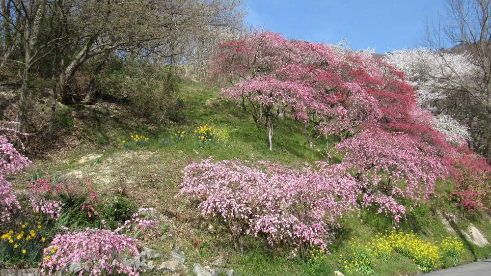 今朝方降っていた雨もあがり春の陽ざしが戻ってきそうです　桜と梅と水仙と菜の花と春を飾る４種の花がコラボしている隠れた春の花の名所があり一度は見てみたいところです　梅も数種類ありピンクや鮮やかな紅などが今満開です　金沢方面に向かって左手の十分一山の下の桜の花が咲いている所が目印です　ちょっと足を延ばしてみてはいかがですか