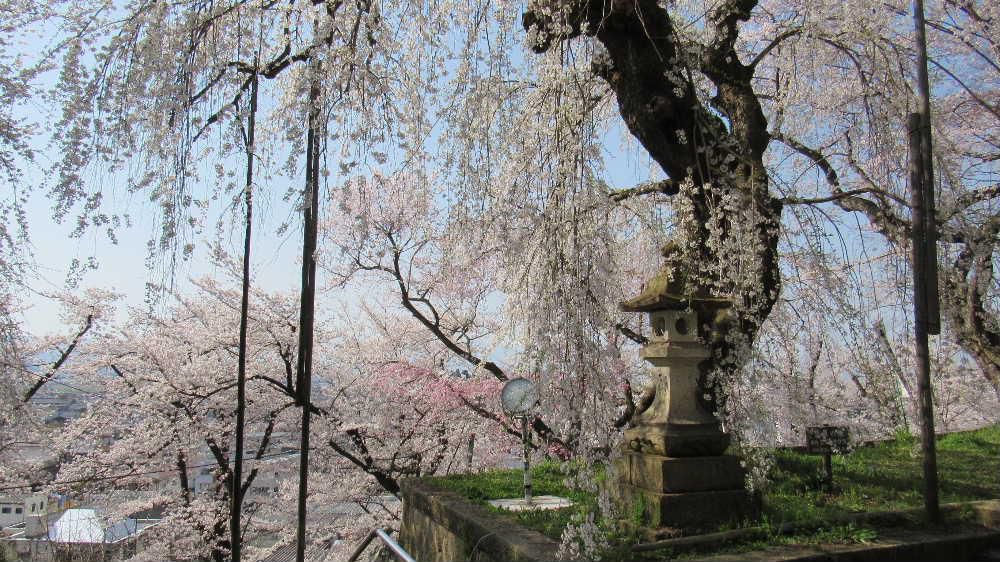 烏帽子山公園の桜も葉桜になろうとしています　この日曜日に撮った写真ですがあまりにきれいだったので紹介します　また来年までのお楽しみですね