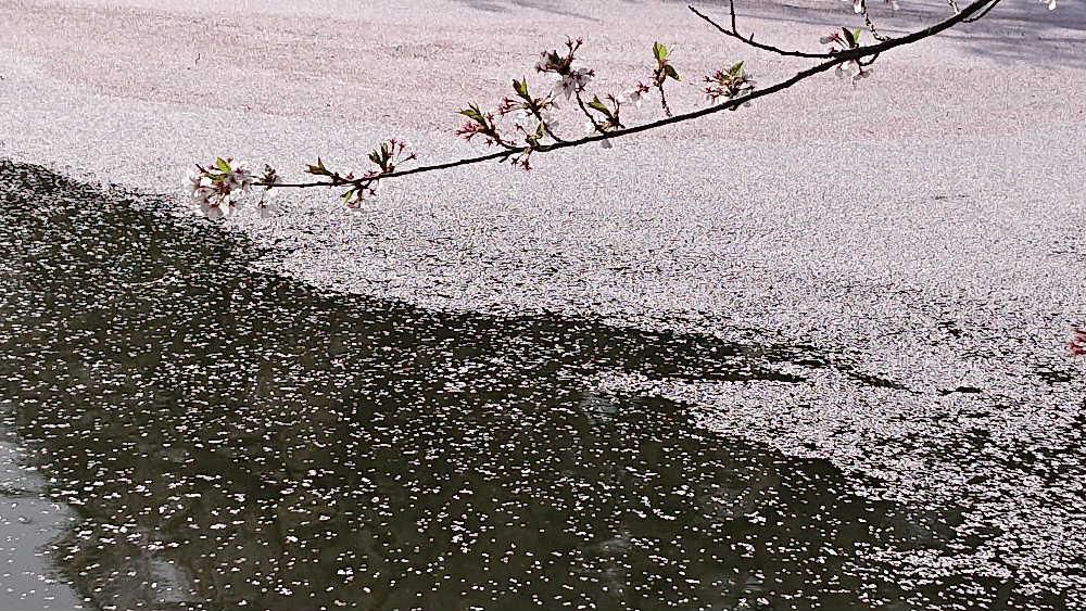 すっかり葉桜になりサクラの花びらが舞い落ちいよいよ初夏を迎えようとしています　上杉公園のお堀には花びらが一面に広がりまさに見事な花筏　ピンクも一色でなくきれいな模様を描いておりサクラの名残を惜しむかのように水面に漂っています　