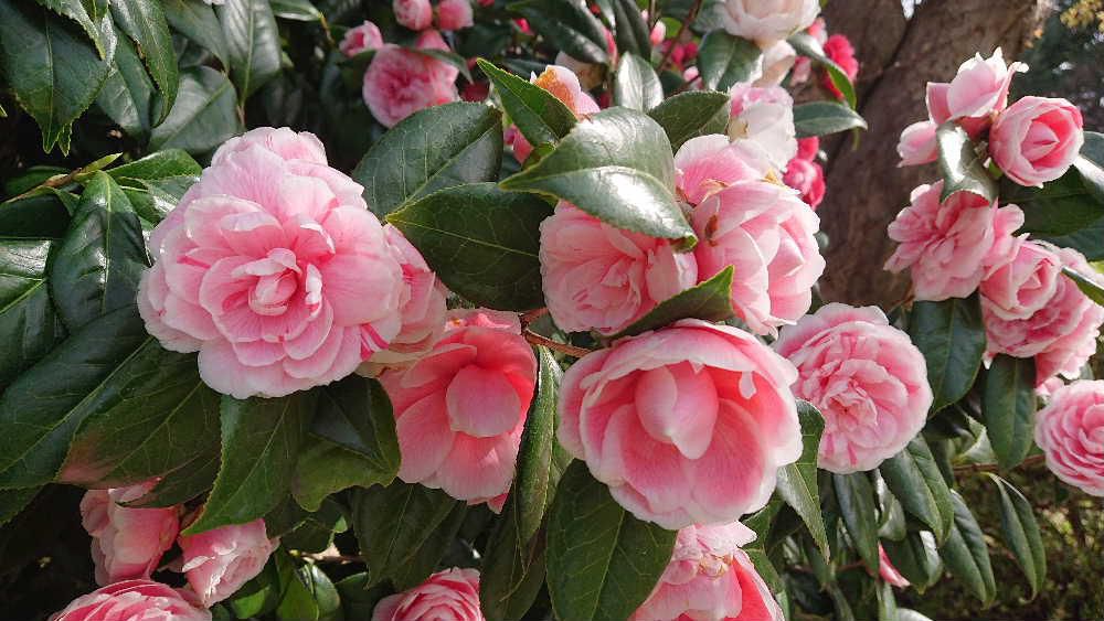 暖かくなりそろそろ「ツバキ」も終わりに近づいてきました　ツバキの花は昔から日本人に愛され京都市龍安寺には室町時代のツバキが残っているそうです  茶道でも大変珍重され冬場の季節は茶席がツバキ一色となることから「茶花の女王」の異名を持つそうです　枯れかかった花のそばでもう一花咲かそうと懸命に咲いている花もあり思わずカメラを向けました　
