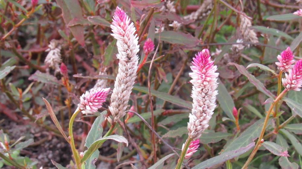 花の咲きが赤紫色のろうそくのような形をした「ノゲイトウ」を見つけました 花の色は赤から濃い赤紫色 ピンクから次第に銀色へと変化していくそうです 花は水分が少なくカサカサしており枝ごと切り取って逆さにつるしておくだけで簡単にきれいなドライフラワーが出来上がるそうです 7月ころから咲き始めるそうですが11月まで咲いており晩秋を彩る花の一つでしょうか