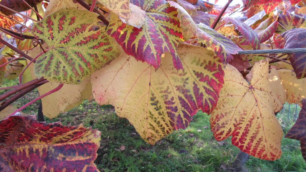 散歩中に見つけたブドウの葉です 収穫も終わりまもなく剪定の時期迎えるブドウ畑はまだ秋の名残惜しそうに葉を付けています ブドウの葉をあまり真面目に見たことがなかったのですが初めてじっくり見てみると 葉の表面はきれいな模様が描かれています なぜこうなるかも分かりませんが 冷たい風が一斉に葉を落とそうとしています