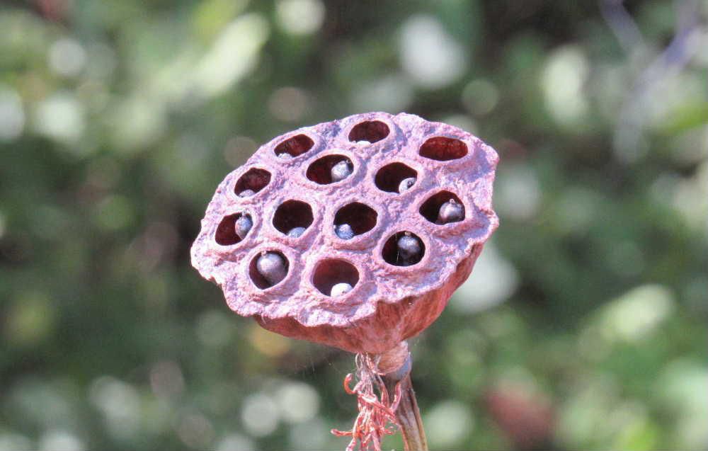 ハスの花が咲いた後に「ハスの実」を付けています 穴の開いた部分を花托と呼ぶそうですがその穴に身が詰まっています 奇妙な形をしているので怖いという人もいるそうですがどこかUFOに似ていませんか ハスの実は糖質64% 脂肪2% タンパク質15%含まれていて食べれれるそうです スープや粥 シロップ漬けなどいろいろな食べ方があるそうです 私はまだ食べたことがありませんが