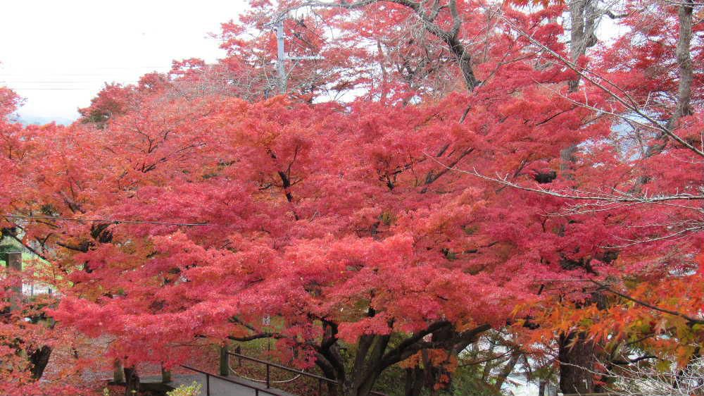 昨日冷たい雨が降っている中 烏帽子山公園に出かけました 紅葉も終わりに近く一面落ち葉が広がっています ライトアップも終わったとのことでその後片付けをおこなっていましたがなんとか真っ赤なモミジに出会うことができました 天気が良ければもっと鮮やかな「烏帽子山公園の紅葉」が見れたかもしれません