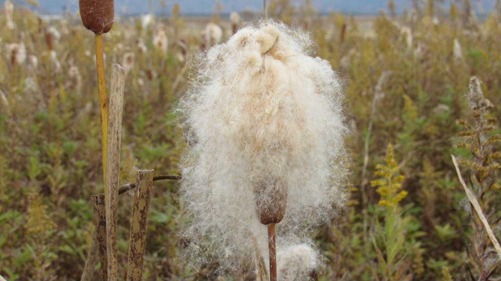 休耕田の「ガマ」の穂 散歩の道路そばの田んぼに群生している「ガマ」の穂がふわふわした棉毛を付けていました 触ってみると本当の綿のようで神話「因幡の白兎」にでてくるガマの穂がふわーっと暖かそうな穂綿になって群生していました 「…きれいな水で身を洗い、ガマの穂綿にくるまれてみるみるきれいになりました…」幼い頃の神話を思い出しました