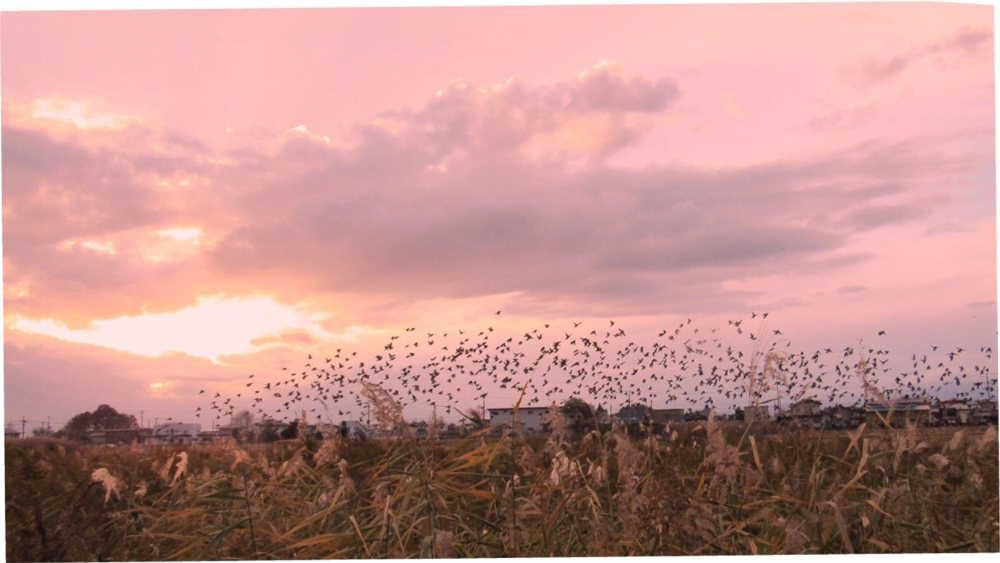 一昨日の夕方の散歩の途中でススキの藪から一斉にスズメが飛び立ちました この日の散歩の途中でハトの群れが田んぼから飛び立つのを目にしました 夕方ねぐらに帰るカラスの集団をみつけました いろいろな鳥たちが群れをなして飛んでいます 鳥たちも寒い冬に備えて落穂をついばんでいるのでしょうか 今年初めて白鳥の声も聴きました