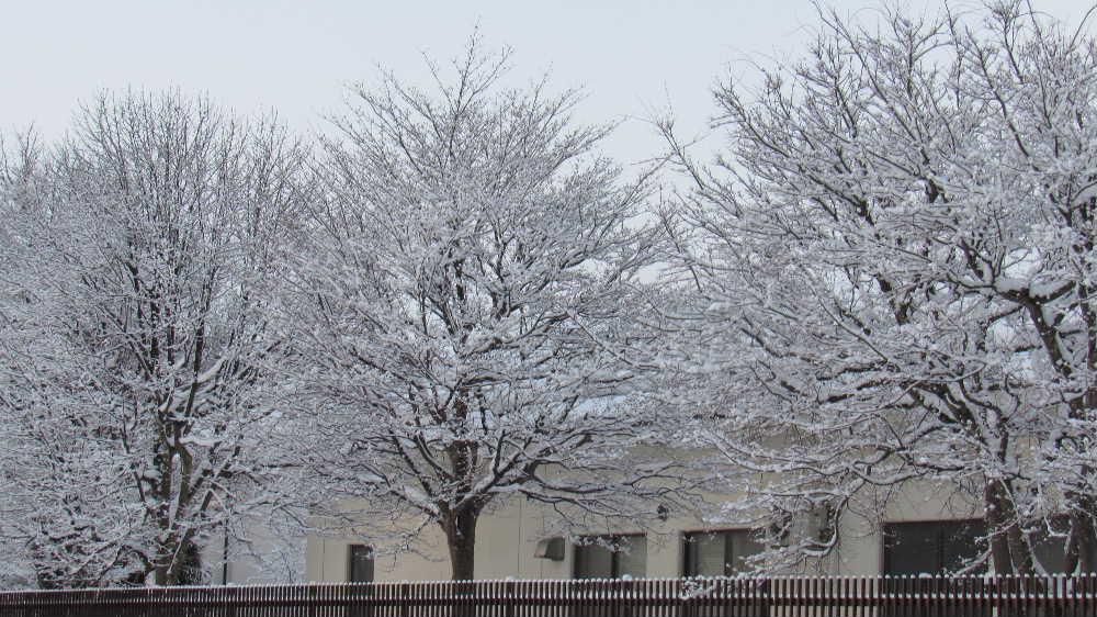 今日は正月3が日の最後1月3日です 朝から雪が降り始めましたがこの3日間はほとんど積雪もなく過ぎました 当然のことながら真冬の季節で外は一面の雪景色です 近所の木には雪の花が咲いています 少し湿った雪が樹木についていて白い花が咲いたようです これから本格的な雪のふる時期ですが春を待つ雪国の人々の誰しもの思いは変わらず「早く春がこないかなあ」