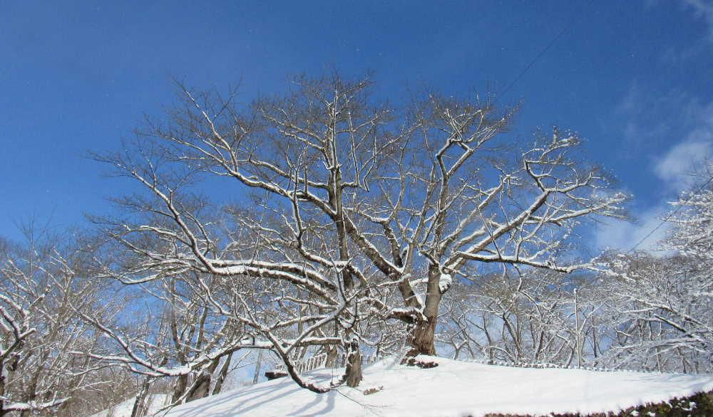 昨夜からの雪も15センチほどの積雪で今はすっかりと晴れ上がり青空も見えています 白い雪と青空と白い雲と清々しい寒さで雪の造形美に思わずカメラをむけました 明日からの三連休は大荒れになるとの予報ですがどんな天候になるのでしょうか つかの間の陽の光を楽しもうとカメラを片手に外にでています