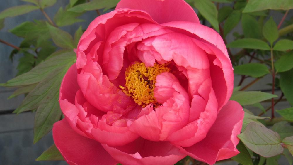 花の少ない冬を彩る高畠町の「冬咲きボタン祭り」に行ってみました 好天に恵まれあたたかな陽ざしのもとで70鉢のほどのボタンの花を楽しみました 島根県で育てられたボタンです 八束町の名前を冠したボタンが3鉢ありましたが南陽市の民話の語り部の第1人者だった多勢久美子さんが移住した町が八束町ですので島根に行ったことがありませんが多勢さんを思い出しました 雪の中の花もいいですね