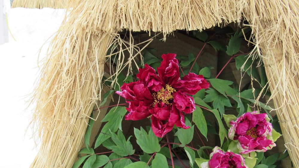 朝から青空が広がり春の到来をつげるかのような天候になりました 気温もかなり高くなりそうで一気に雪が融け出しそうです 昨日に続いて『冬咲きボタン祭り」で撮ったボタンを紹介します 「これがボタン?」と思われる花です 待ち焦がれる春を先取りするような花です