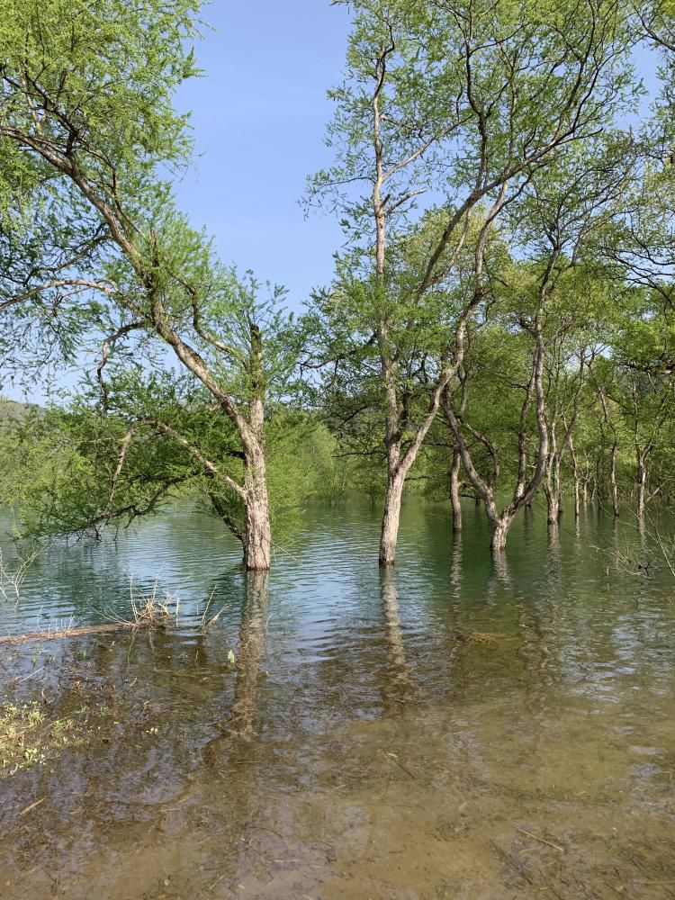 水没林