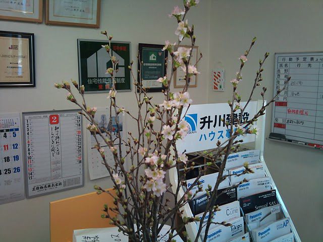 『啓翁桜』 咲き始めました。