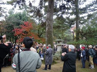 奈良東大寺の松枯れにＥＭセラミックス・活性液！