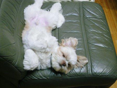 �֤��κ��Ρ֥��ԥ��ספβ���