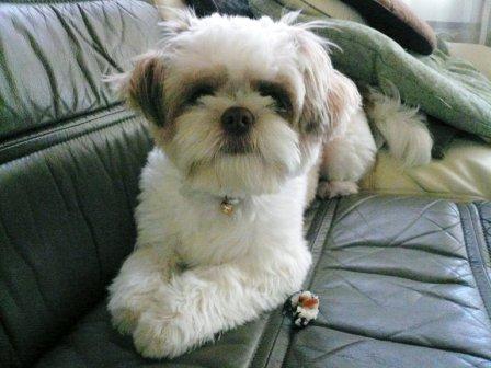 �ֺ����Ρ֥��ԥ��ספβ���