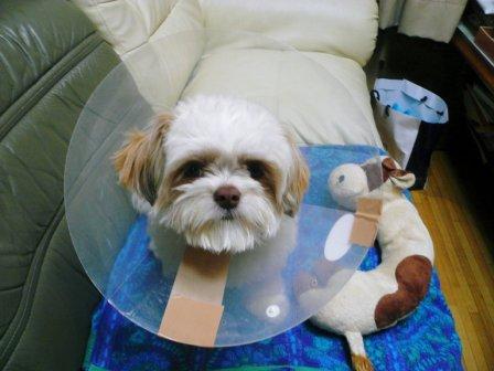 �ֽѸ�Ρ֥��ԥ��ספβ���