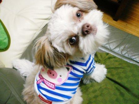 �ֻҤ֤��Υ���ˡ��פβ���