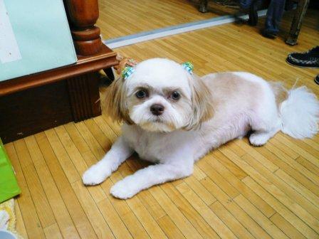 �֥ȥ�ߥ󥰡פβ���