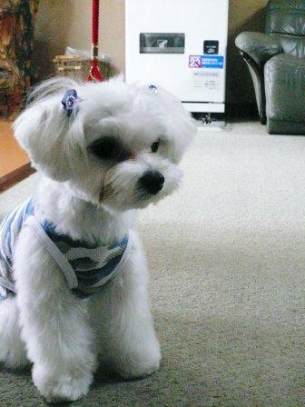 �֥��ܡ����פβ���