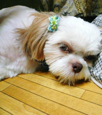 �֥֡��ԥ��פΤ�����פβ���