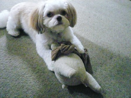 �֤��礦�Ρ֥��ԥ��ספβ���