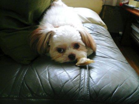 �֥֡��ԥ��פȤ��ޤͤ��פβ���