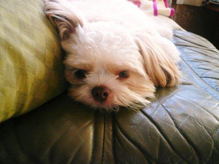 �֥֡��ԥ��פ�Ϣ�١פβ���