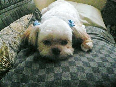 �֥ȥ�ߥ󥰡פβ���