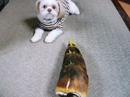 �ֽܤΥ����Υ��פβ���