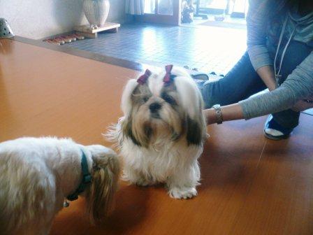 �֥֡ѡ���׷��פβ���