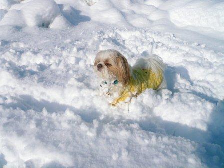 ����ͷ�Ӣ��פβ���