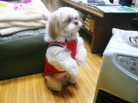 ��Ω�äƤޤ��פβ���