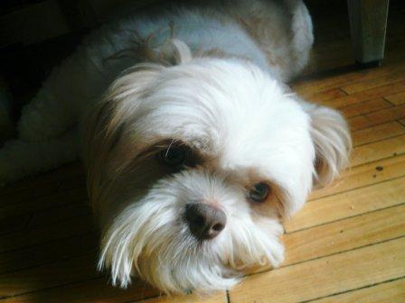 �֤������֥��ԥ��ײƥХƤ��夦�פβ���