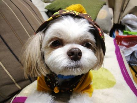 ���ɴ��к������Ǥ��פβ���