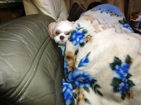 �ָ��Ƥ��ޤ����������פβ���