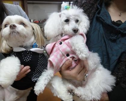 �֥��å��뷯�Ǥ����פβ���