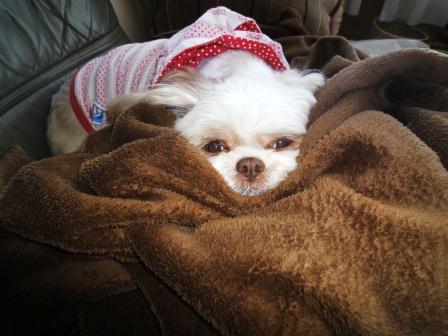 �ֺ����Ρ֥��ԥ��ספβ���