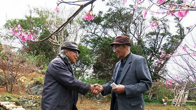 沖縄から（７）…もうひとつの「桜を見る会」～ソメイヨシノとカンヒザクラ
